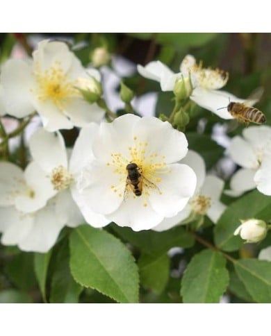 Rosier Rosanatura 'Alba' - Fleurs - ©VERDIA