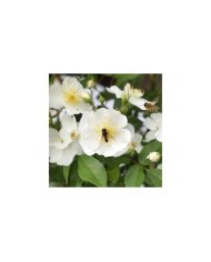 Rosier Rosanatura 'Alba' - Fleurs - ©VERDIA