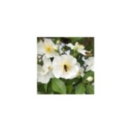 Rosier Rosanatura 'Alba' - Fleurs - ©VERDIA
