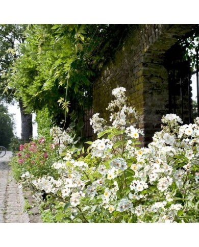 Rosier Rosanatura 'Alba' -  ©VERDIA S. Jarry