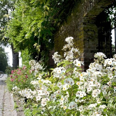 Rosier Rosanatura 'Alba' -  ©VERDIA S. Jarry