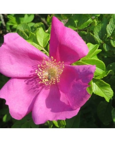 Rosa rugosa - Flickr -Andreas Rockstein