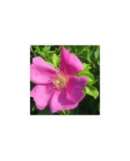 Rosa rugosa - Flickr -Andreas Rockstein