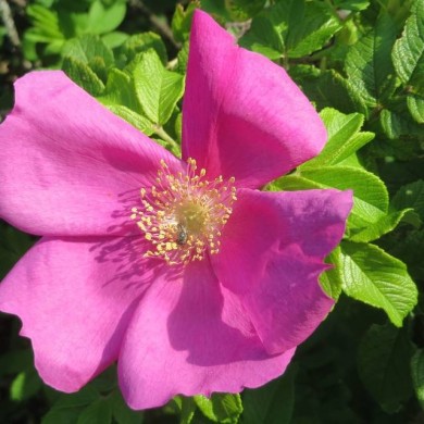 Rosa rugosa - Flickr -Andreas Rockstein