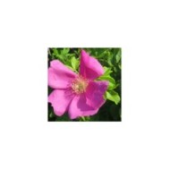 Rosa rugosa - Flickr -Andreas Rockstein