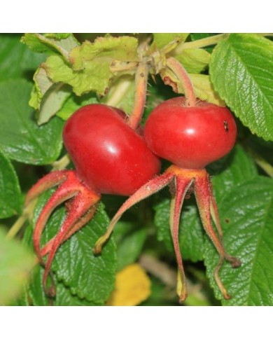 Rosa rugosa - Fruits - Flickr - S. Rae
