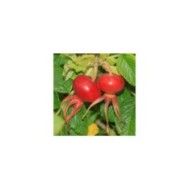 Rosa rugosa - Fruits - Flickr - S. Rae