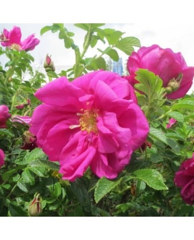 Rosier rugueux EXCEPTION® 'Rotes Meer' - Rosa rugosa (Andreas Rockstein)