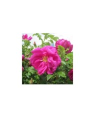 Rosier rugueux EXCEPTION® 'Rotes Meer' - Rosa rugosa (Andreas Rockstein)