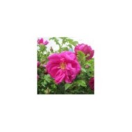 Rosier rugueux EXCEPTION® 'Rotes Meer' - Rosa rugosa (Andreas Rockstein)