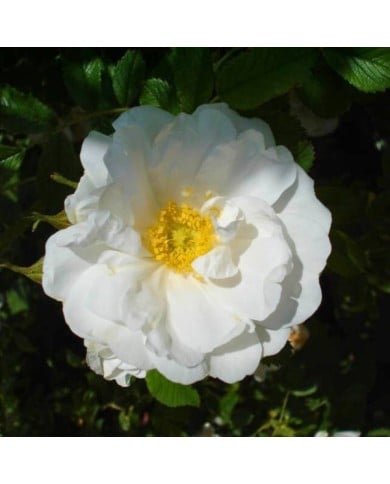 Rosier rugueux WHITE PERFECTION® 'Schneeberg' - Rosa rugosa (.Ines)