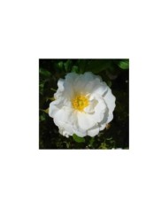Rosier rugueux WHITE PERFECTION® 'Schneeberg' - Rosa rugosa (.Ines)