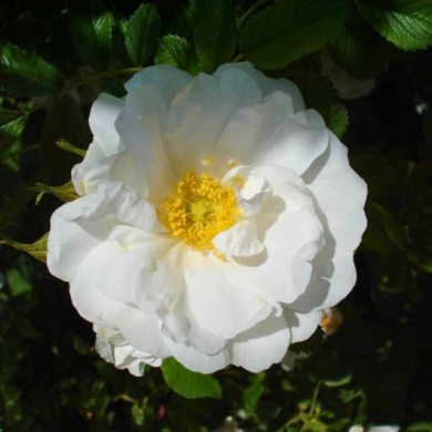 Rosier rugueux WHITE PERFECTION® 'Schneeberg' - Rosa rugosa (.Ines)