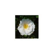 Rosier rugueux WHITE PERFECTION® 'Schneeberg' - Rosa rugosa (.Ines)