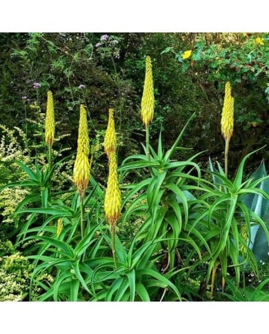 Aloe striatula