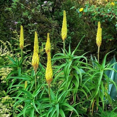 Aloe striatula