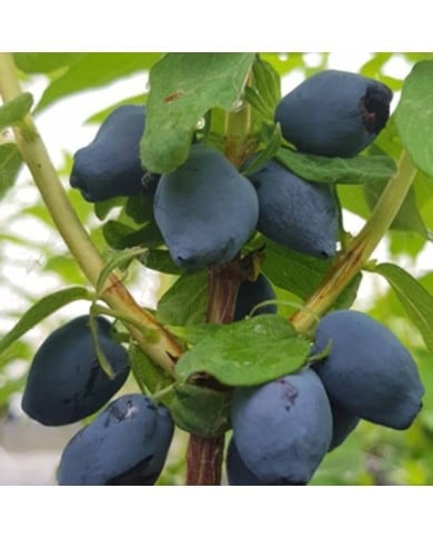 Baie de mai 'Fruity Berry'