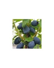 Baie de mai 'Fruity Berry'