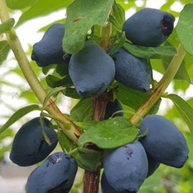 Baie de mai 'Fruity Berry'