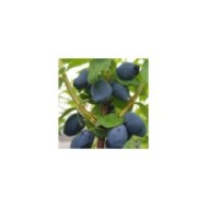 Baie de mai 'Fruity Berry'