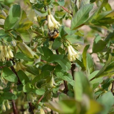 Baie de mai 'Fruity Berry'