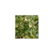 Baie de mai 'Fruity Berry'