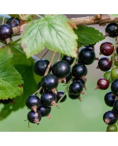 Cassissier 'Delbard Robusta'