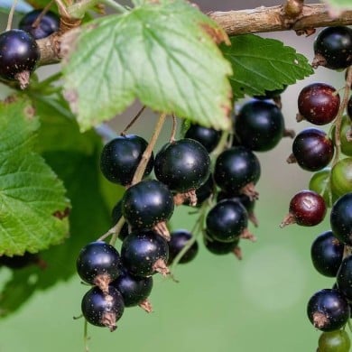Cassissier 'Delbard Robusta'