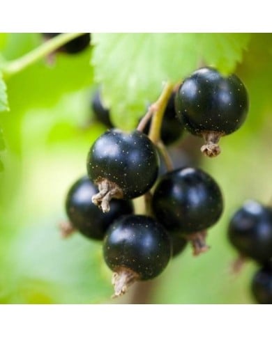 Cassissier 'Noir de Bourgogne'