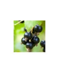 Cassissier 'Noir de Bourgogne'