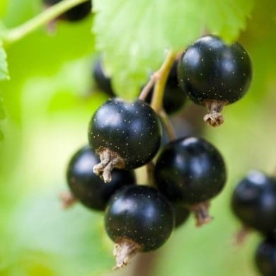 Cassissier 'Noir de Bourgogne'