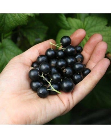 Cassissier Little Black Sugar®