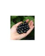 Cassissier Little Black Sugar®