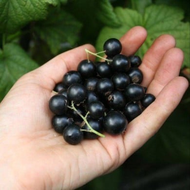 Cassissier Little Black Sugar®