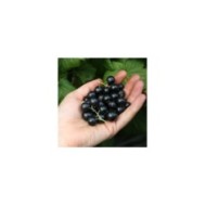 Cassissier Little Black Sugar®