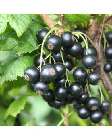 Cassissier Little Black Sugar®