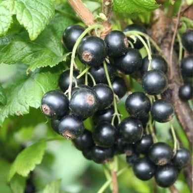 Cassissier Little Black Sugar®