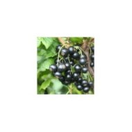 Cassissier Little Black Sugar®