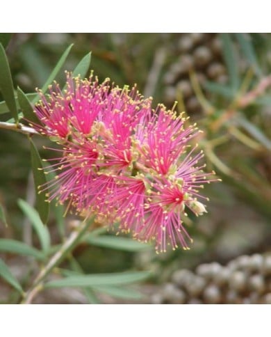 Callistemon Violaceus (« rince bouteille »)