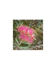 Callistemon Violaceus (« rince bouteille »)