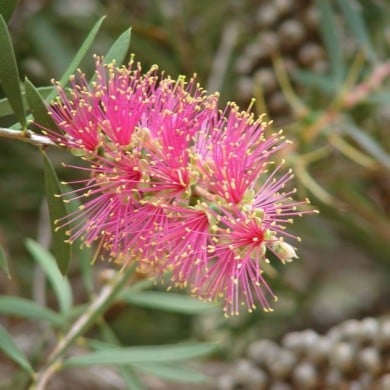 Callistemon Violaceus (« rince bouteille »)