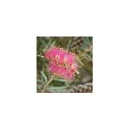 Callistemon Violaceus (« rince bouteille »)