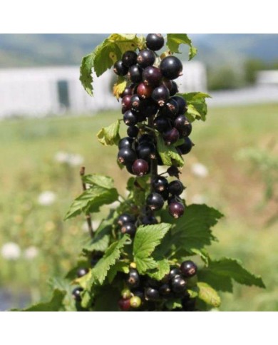 Cassissier Little Black Sugar®