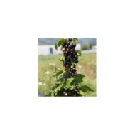 Cassissier Little Black Sugar®