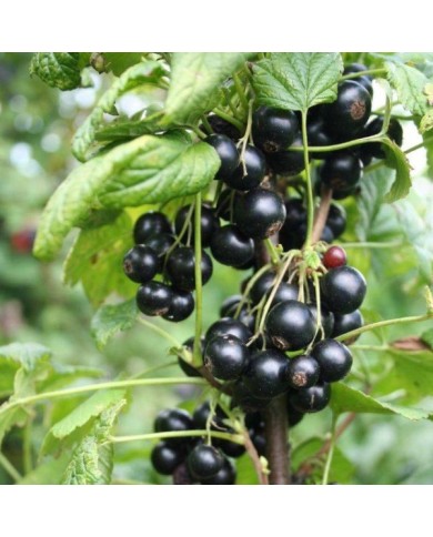 Cassissier Little Black Sugar®