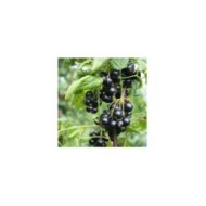 Cassissier Little Black Sugar®