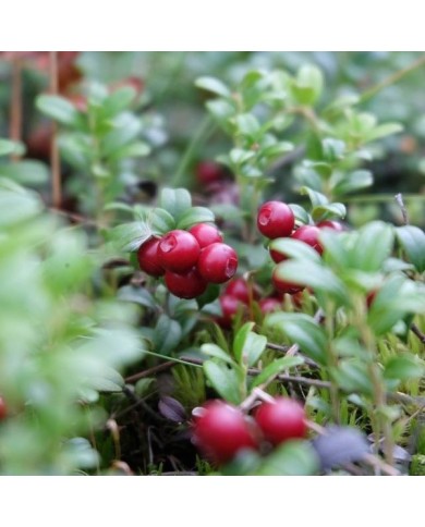 Cranberry, Canneberge