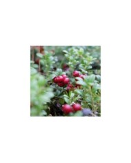 Cranberry, Canneberge