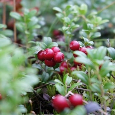 Cranberry, Canneberge