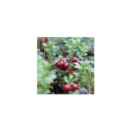 Cranberry, Canneberge